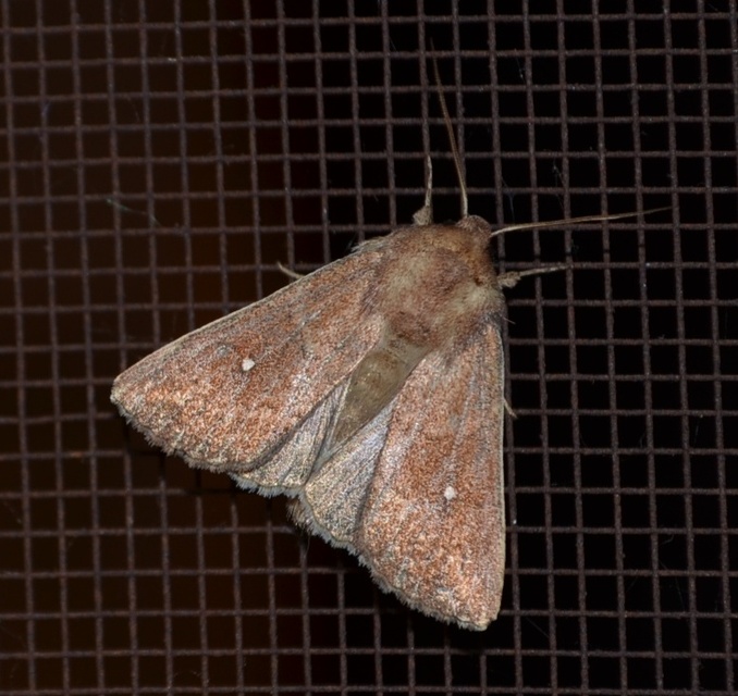 Mythimna albipuncta - fehérpettyes rétibagoly