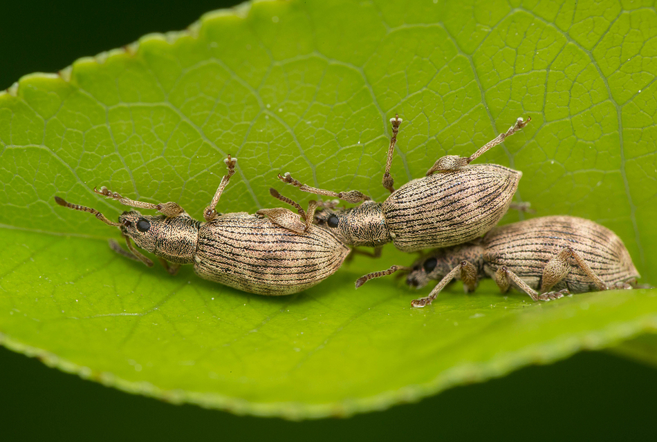 Oedecnemidius varius - tarka tölgyormányos