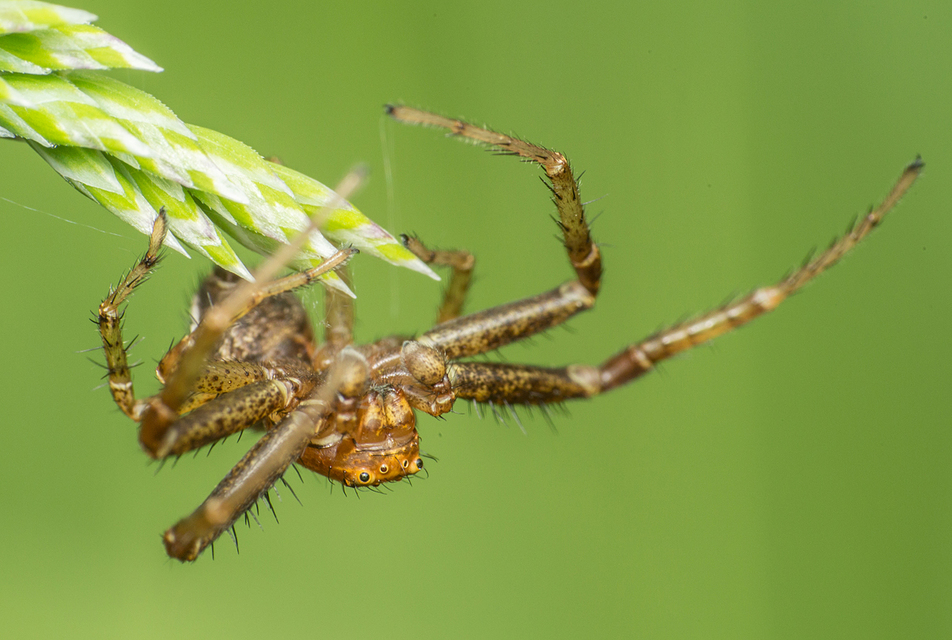 Xysticus
