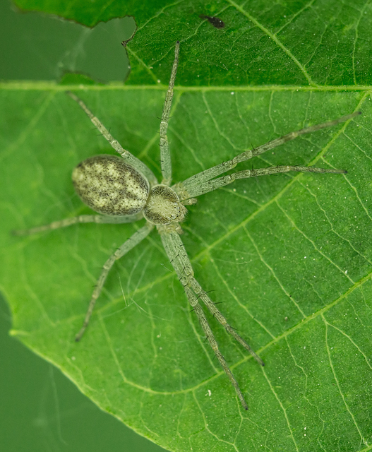 Philodromus albidus
