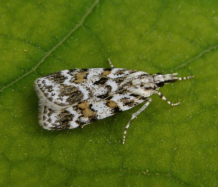 Scoparia