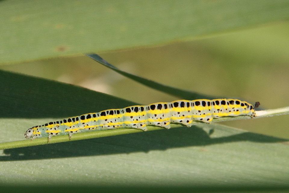 Calophasia lunula - gyújtoványfű-apróbagoly