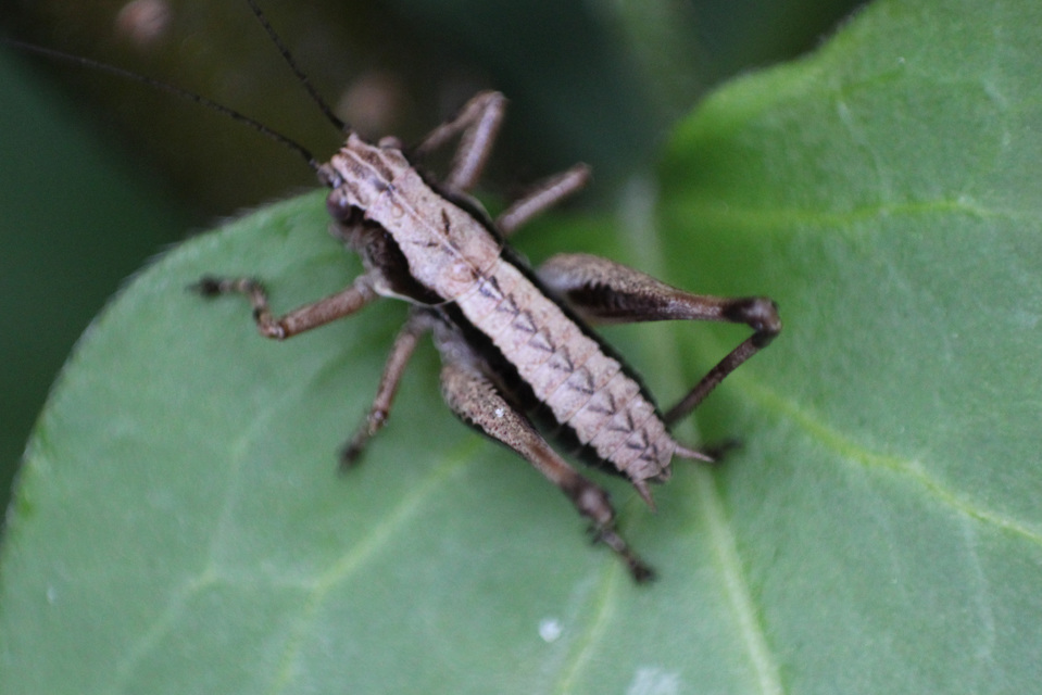 Pholidoptera griseoaptera - szürke avarszöcske
