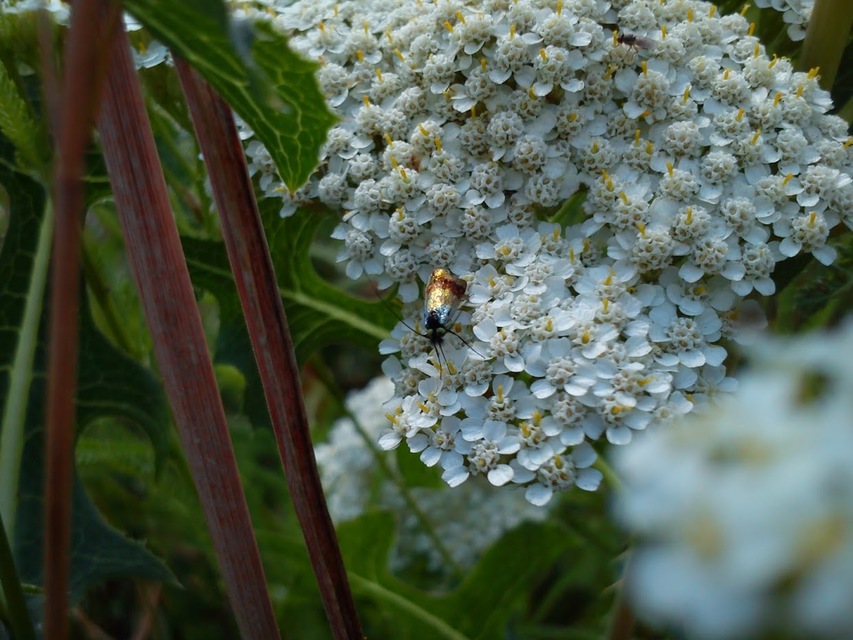 Nemophora fasciella - feketesávú tőrösmoly