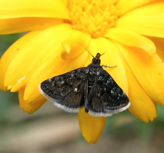 Heliothela wulfeniana - fényes kormosmoly