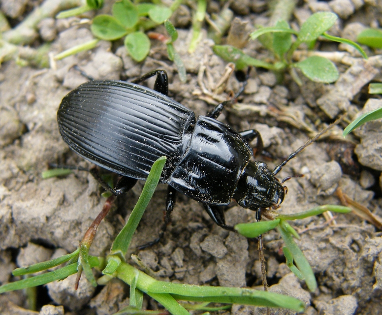 Abax parallelepipedus - félbordás szélesfutó