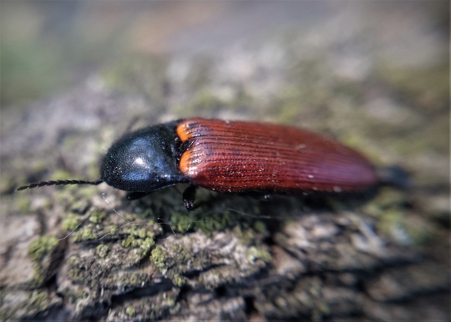 Ampedus pomorum - rozsdás pattanó