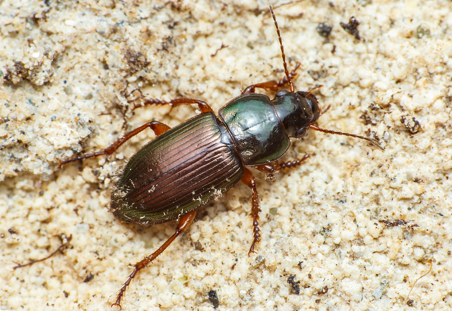Harpalus affinis - szőrösszárnyú lomhafutó