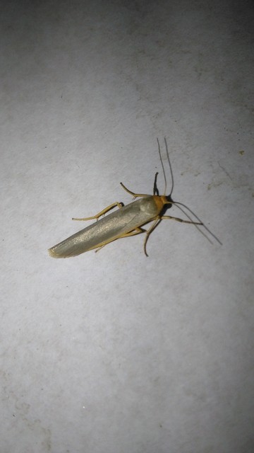 Eilema complana - közönséges zuzmószövő