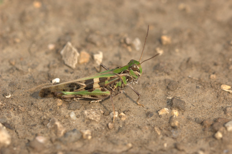 Oedaleus decorus - szalagos sáska
