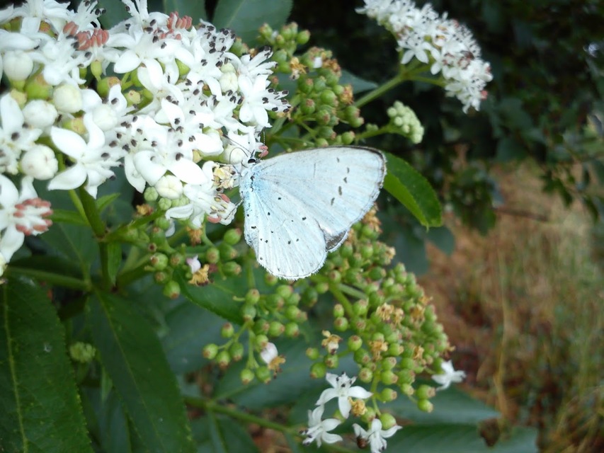 Celastrina argiolus - bengeboglárka