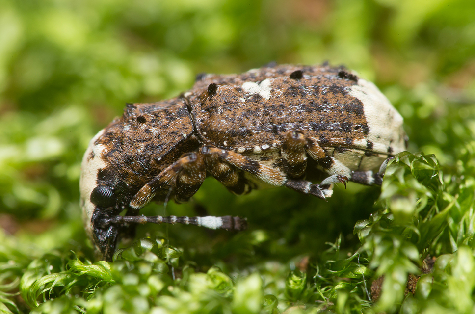 Platystomos albinus - nagybajuszú orrosbogár