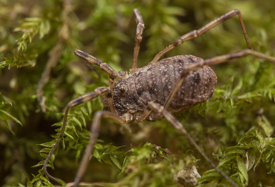 Oligolophus tridens