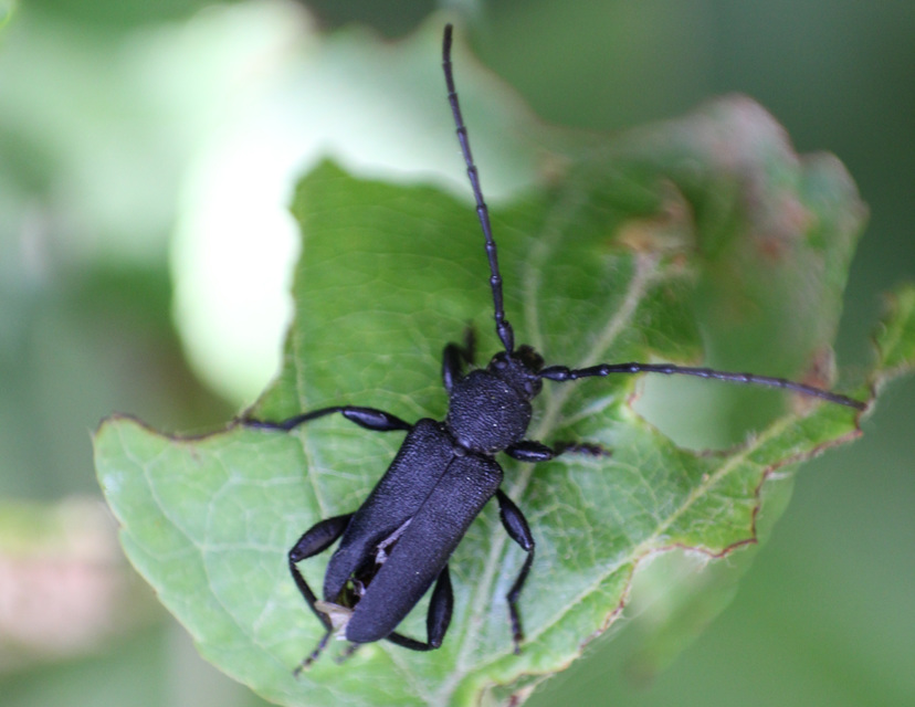 Ropalopus macropus - kis facincér Ropalopus macropus - kis facincér