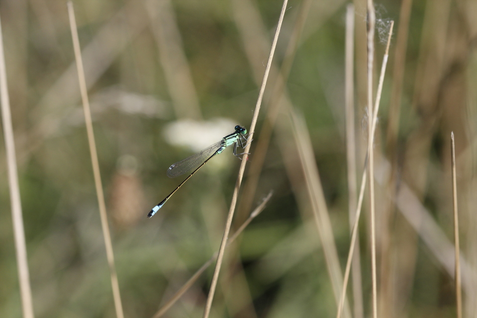 Ischnura elegans