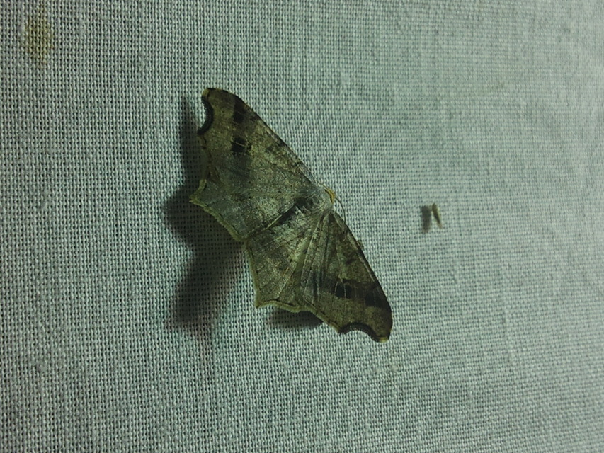 Macaria alternata - közönséges szürkearaszoló