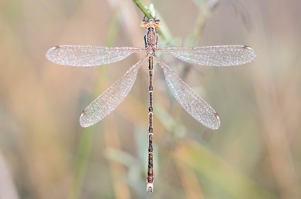 Lestes barbarus - foltosszárnyjegyű rablószitakötő