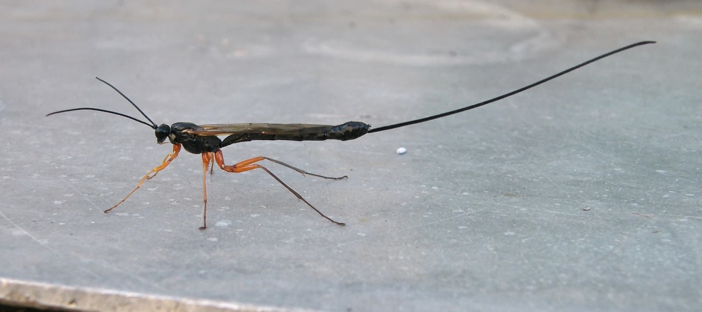 Dolichomitus