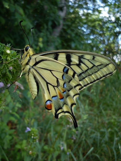 Papilio machaon - fecskefarkú lepke