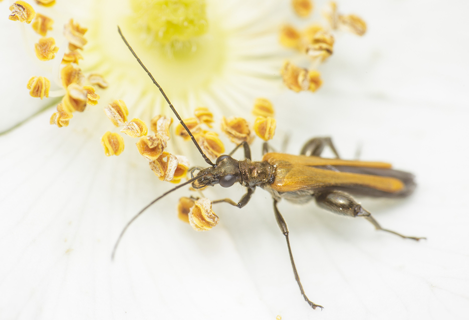 Oedemera femorata - sárgahátú álcincér