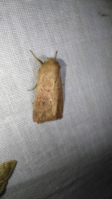 Mythimna ferrago - rozsdaszínű rétibagoly