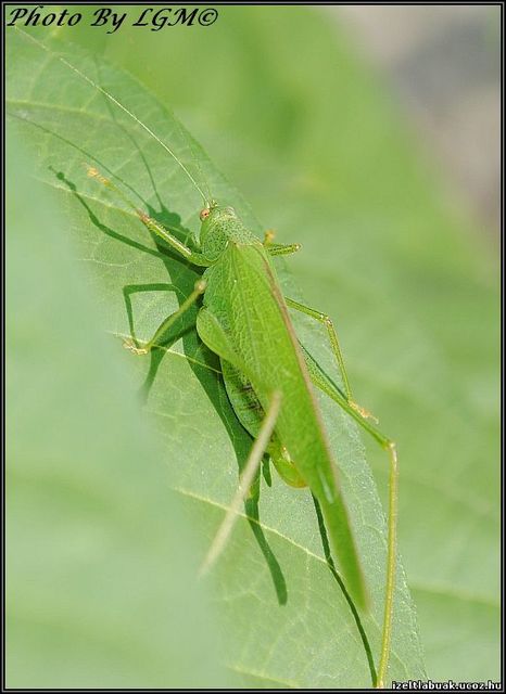 Phaneroptera falcata - zöld repülőszöcske