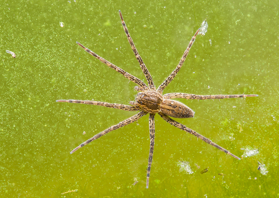 Dolomedes plantarius/fimbriatus
