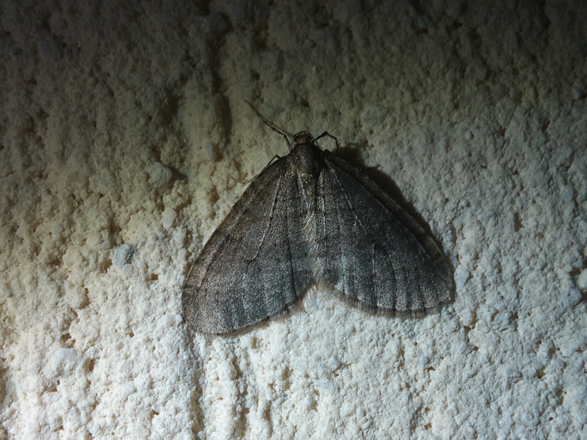 Operophtera brumata - kis téliaraszoló