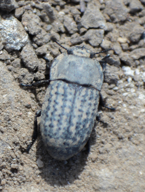Opatrum sabulosum - sároshátú gyászbogár