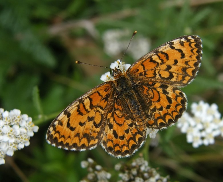 Melitaea trivia - kis tarkalepke