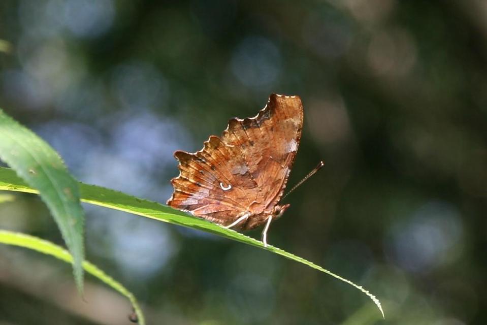 Nymphalis c-album - C-betűs lepke