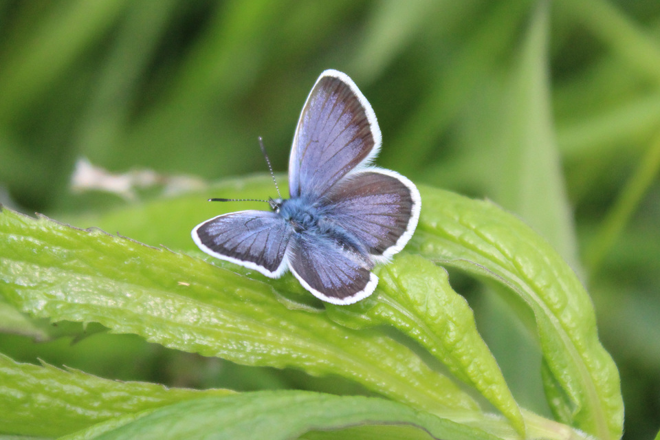 Plebejus argus - ezüstös boglárka
