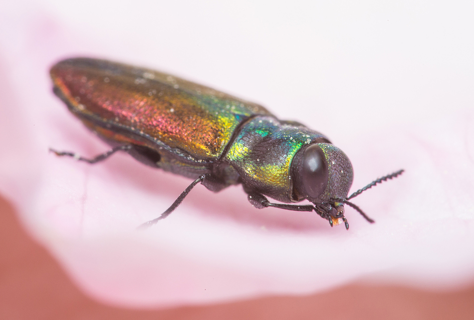 Anthaxia podolica - podóliai virágdíszbogár