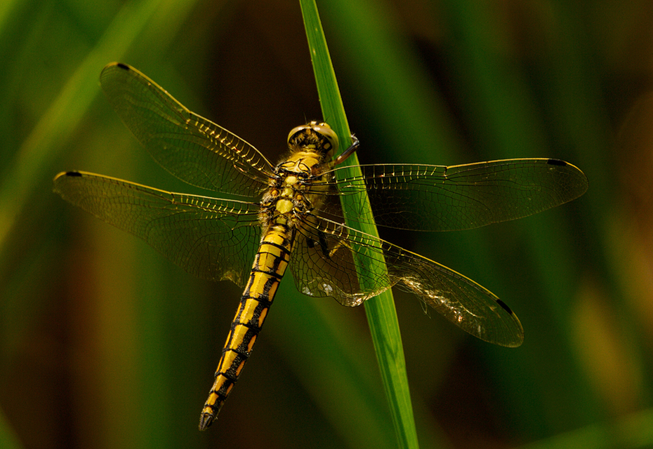 Orthetrum cancellatum - feketefarkú pásztorszitakötő