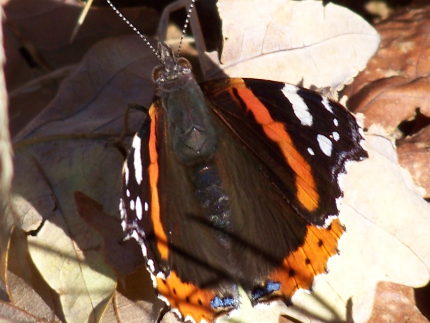 Vanessa atalanta - atalantalepke