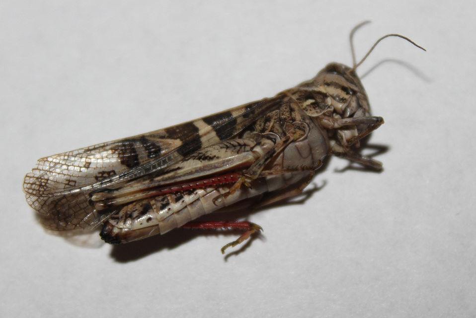 Oedaleus decorus - szalagos sáska