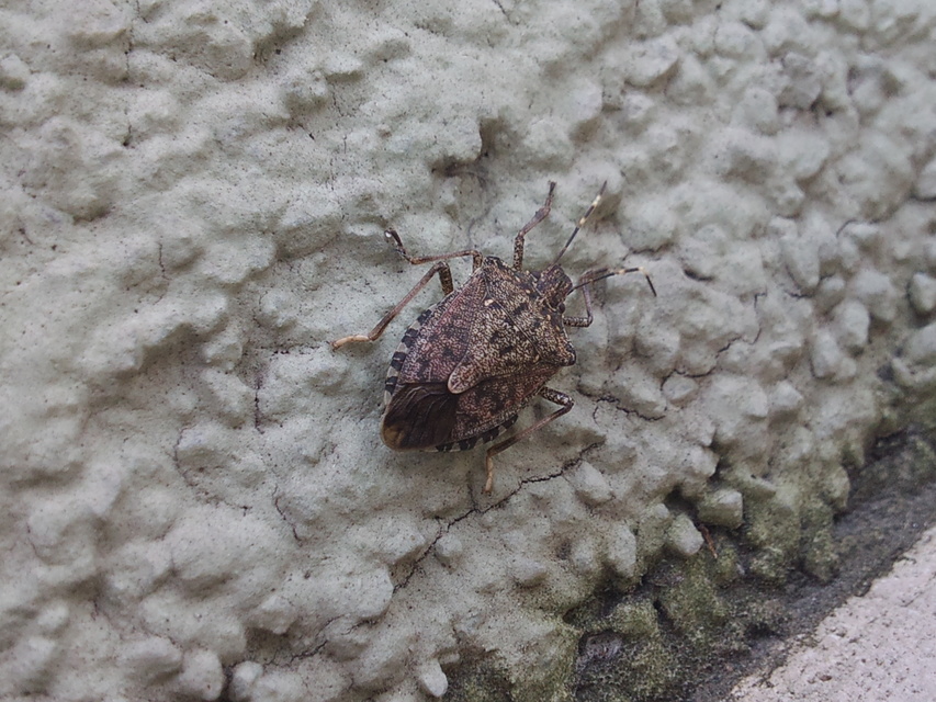 halyomorpha halys - Halyomorpha halys