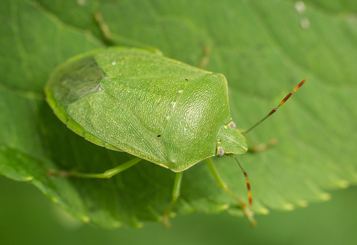 zöld vándorpoloska (Nezara viridula) imágó