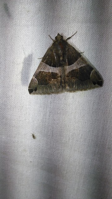 Dysgonia algira - déli porcelánbagoly