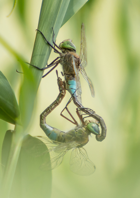 Anax parthenope - barna óriásacsa