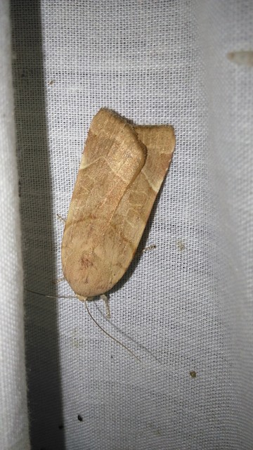 Noctua fimbriata - szélessávú sárgafűbagoly