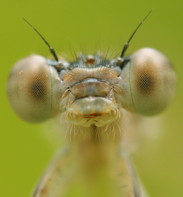 Ischnura elegans