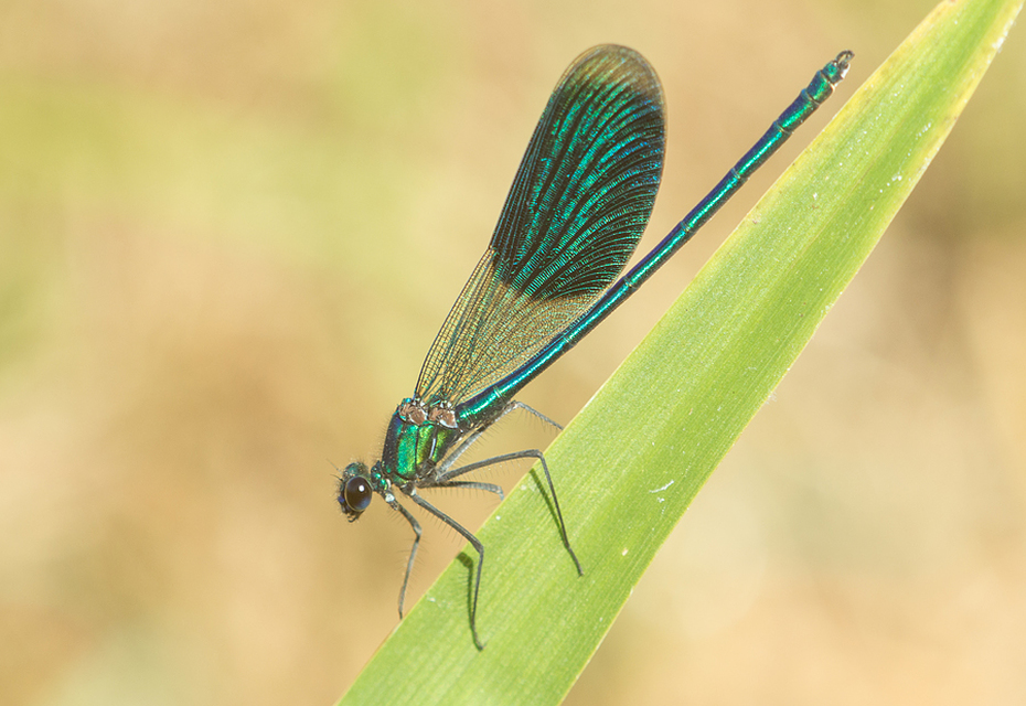 Calopteryx splendens - sávos szitakötő