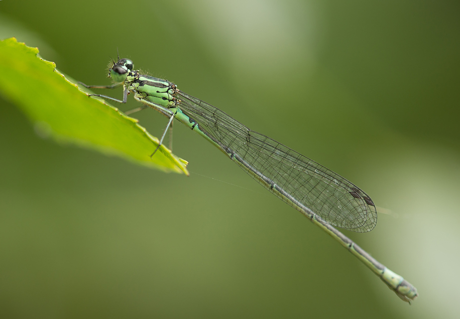 Coenagrion puella - azúrkék légivadász