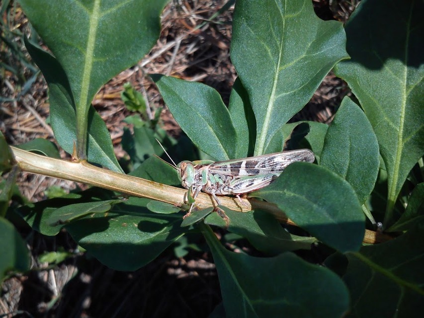 Oedaleus decorus - szalagos sáska
