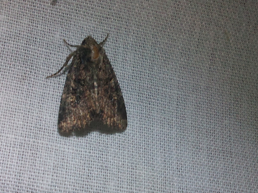 Mesapamea secalella/secalis