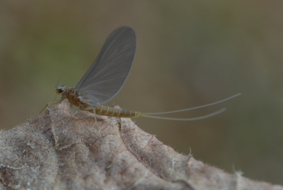 Ephemeroptera - Kérészek