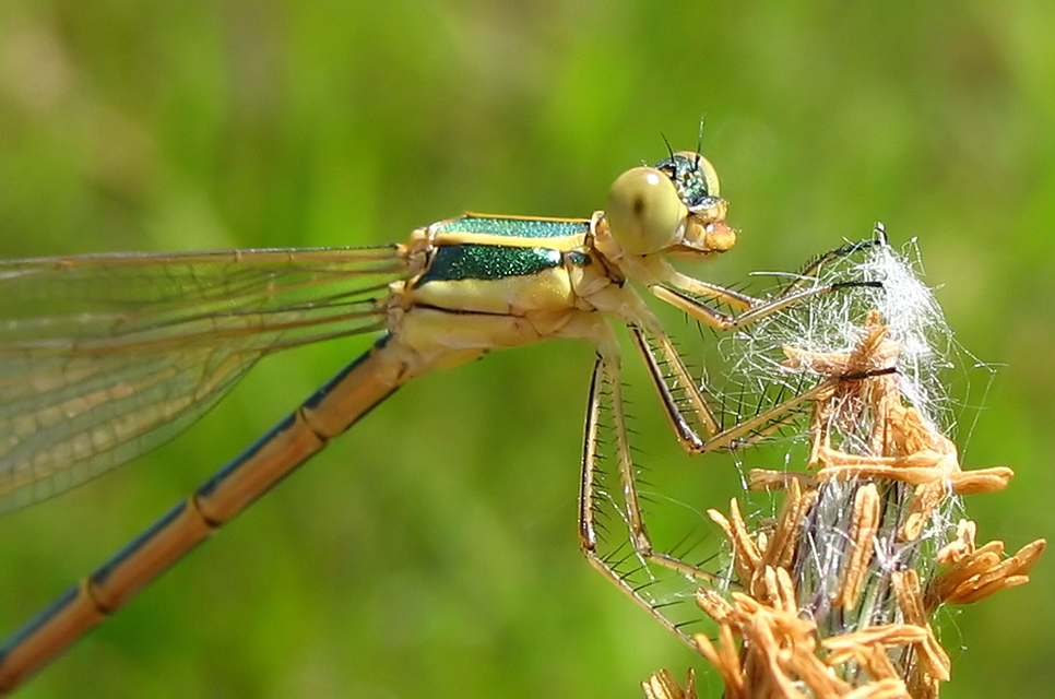 Lestes barbarus - foltosszárnyjegyű rablószitakötő