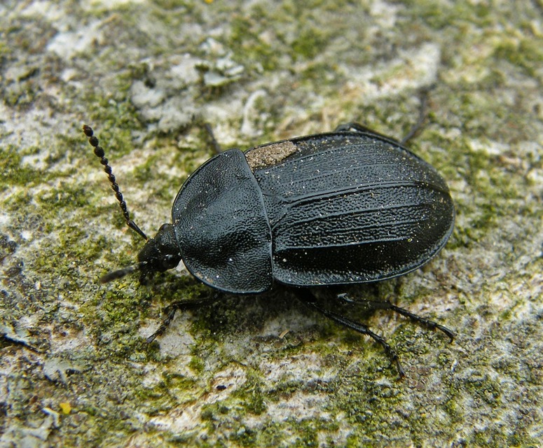 Phosphuga atrata - bordás csigarabló