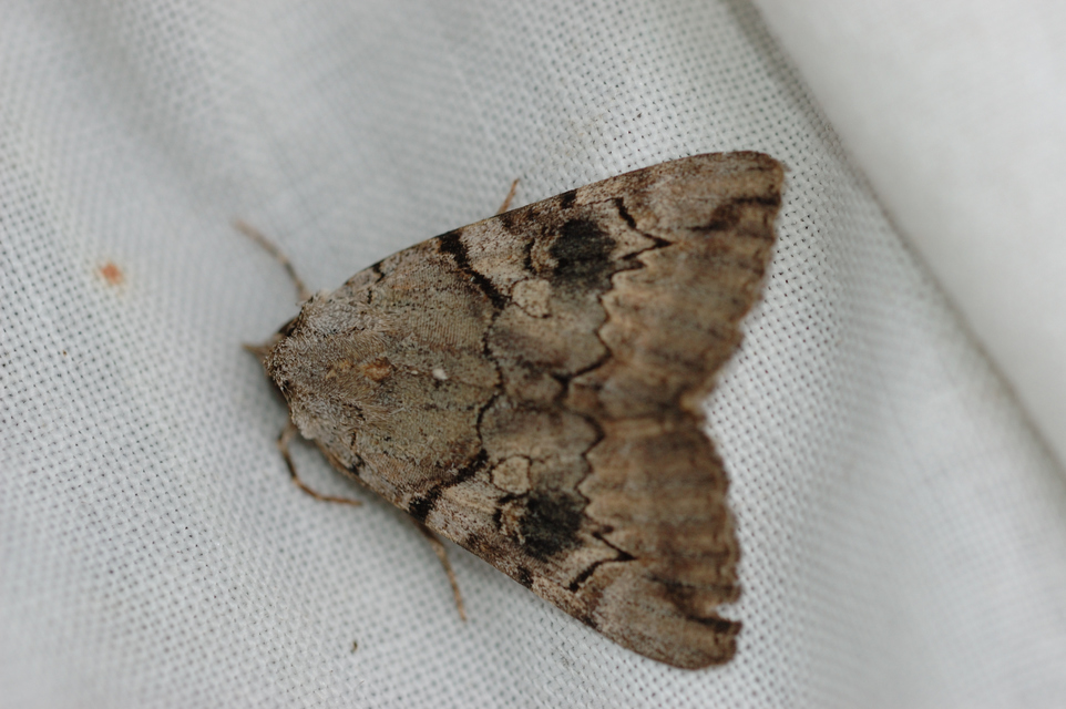 Catocala hymenaea - kökény-övesbagoly
